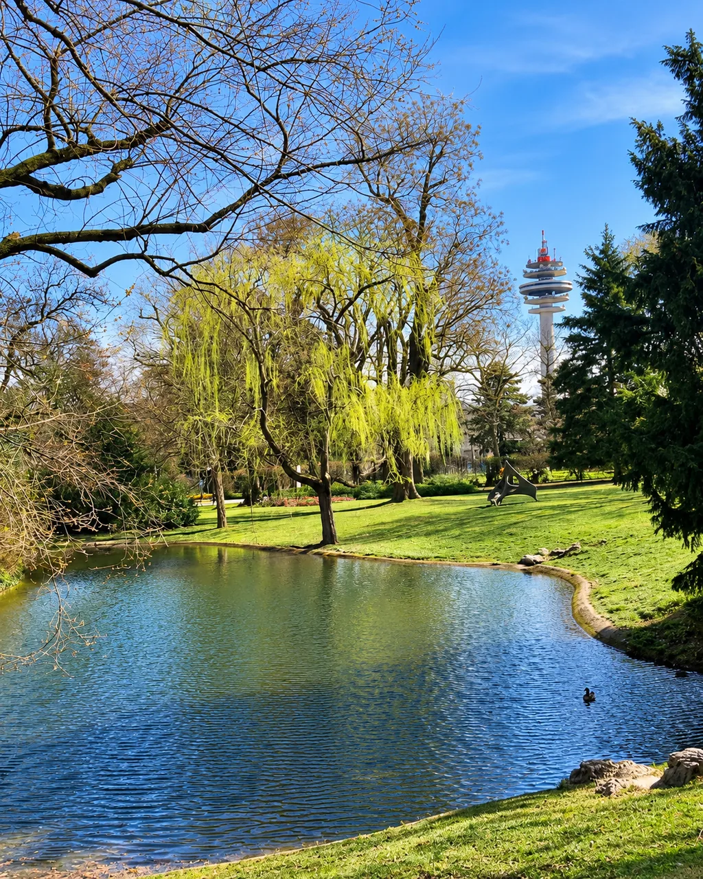 Teich im Schweizergarten mit Trauerweiden und dem Funkturm im Hintergrund